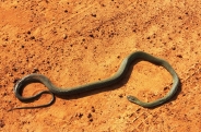 052-serpiente